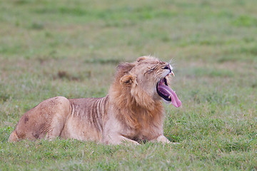 Image showing Male lion (leo panthera) at the Addo Elephant Park