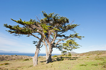 Image showing Wild tree at the Cape of Good Hope peninsula