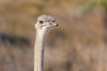 Image showing Ostrich (struthio camelus) at the Table Mountain National Park