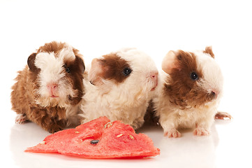 Image showing baby guinea pig