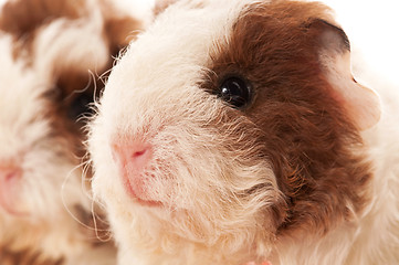 Image showing baby guinea pig