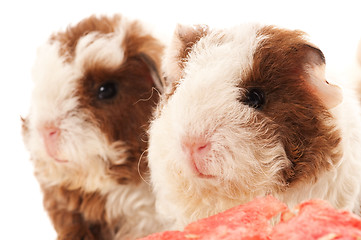 Image showing baby guinea pig