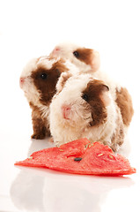 Image showing baby guinea pig