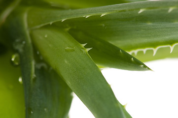 Image showing Aloe vera - herbal medicine 