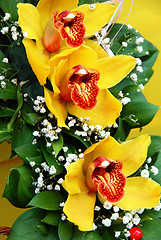 Image showing Yellow orchids