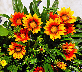 Image showing Gazania blooming flowers