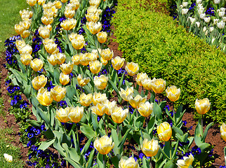 Image showing Yellow tulips