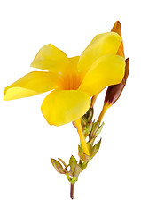 Image showing Beautiful yellow flowering Mandevilla