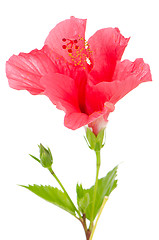 Image showing Beautiful pink hibiscus flower