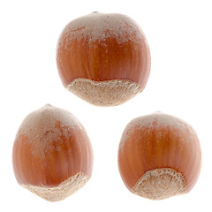 Image showing Hazelnuts