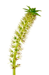 Image showing Eucomis flower