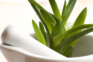 Image showing Aloe vera - herbal medicine 