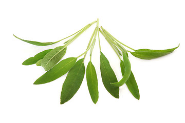 Image showing Sage Herb Leaves
