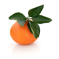 Image showing Mandarin Orange