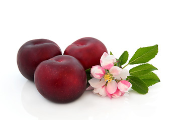 Image showing Plum Fruit and Flower Blossom