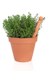 Image showing Thyme Herb Plant