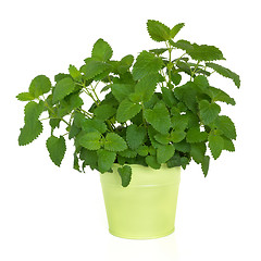 Image showing Lemon Balm Herb  