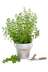 Image showing Pruning Oregano herb