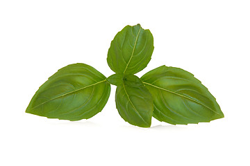 Image showing Basil Herb  