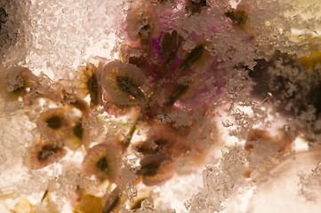 Image showing Frozen flowers. blossoms in the ice cube