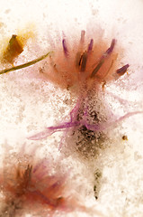 Image showing Frozen flowers. blossoms in the ice cube