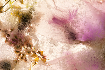 Image showing Frozen flowers. blossoms in the ice cube