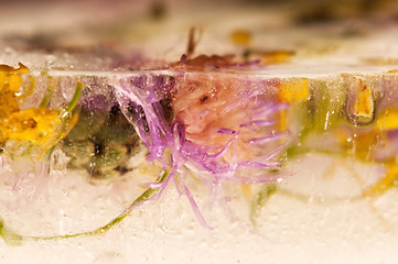 Image showing Frozen flowers. blossoms in the ice cube