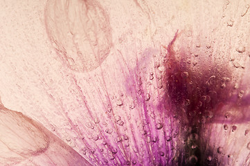 Image showing Frozen flowers. blossoms in the ice cube