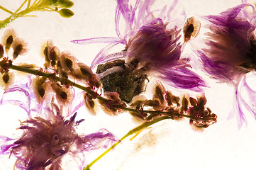 Image showing Frozen flowers. blossoms in the ice cube