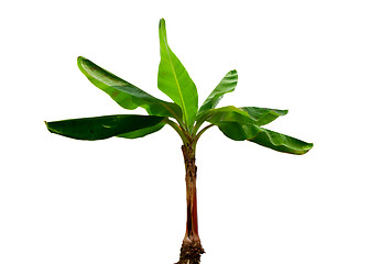 Image showing Musa Banana plant