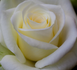 Image showing Rose