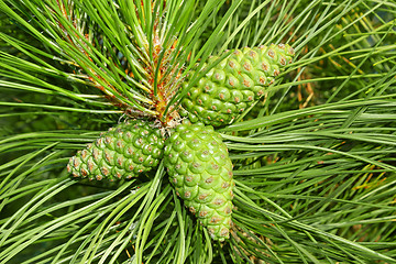 Image showing Green cones of pine