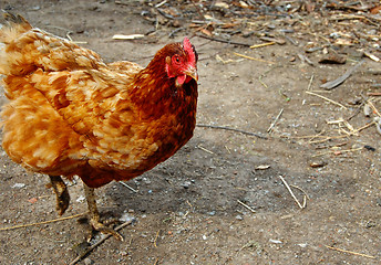 Image showing Hen on farm yard