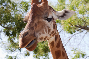 Image showing giraffe 