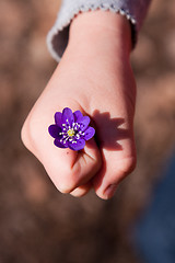 Image showing first hepatica