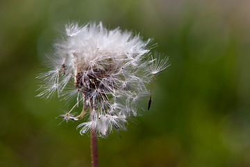 Image showing dandelion