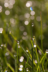 Image showing droplet on grass