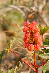 Image showing Castor oil plant