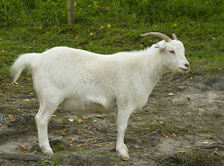 Image showing Goat