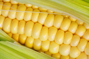 Image showing Corn cob closeup