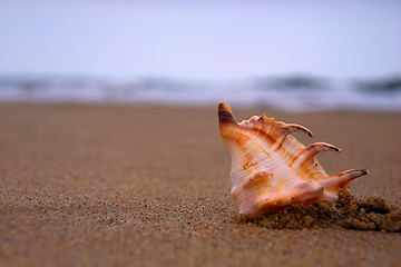 Image showing Seashell