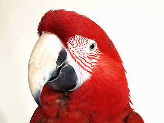 Image showing Green Wing Macaw