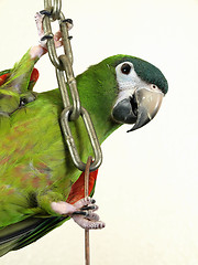 Image showing Miniature Noble Macaw