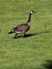 Image showing Canadian Goose