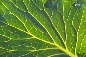 Image showing Cabbage leaf