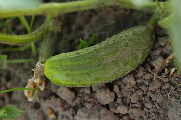 Image showing Cucumber