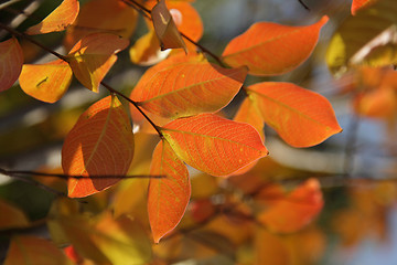 Image showing Fall leaves