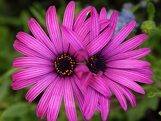 Image showing Two purple daisies