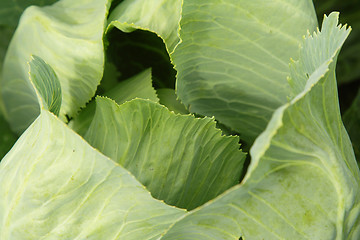 Image showing Cabbage