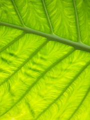 Image showing Green leaf